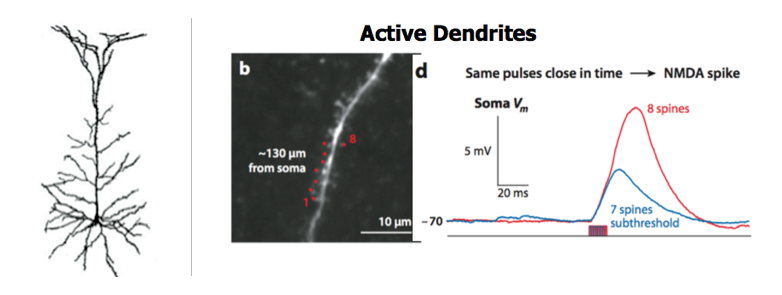 Image of Active Dendrite Firing Timing